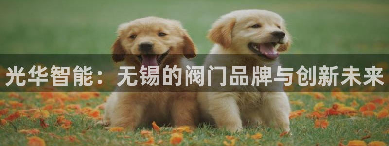 新宝GG反点
