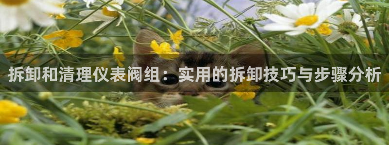 新宝gg试玩