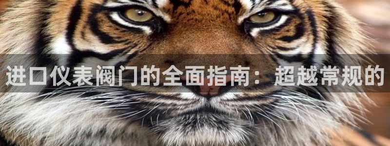 新宝gg龙虎